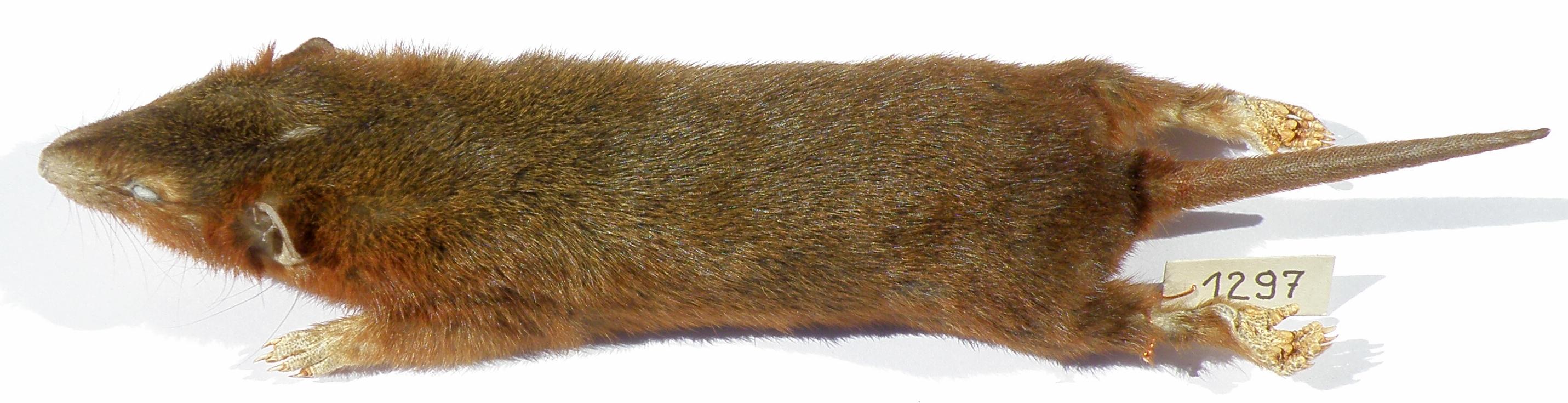 FIGURE 1 FIGURE 1